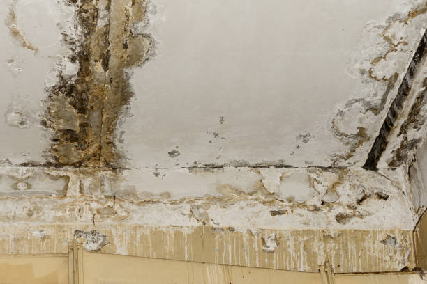 Professional Mold Removal in Ben Wheeler, TX